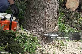 Best Tree Disease Treatment  in Day Valley, CA