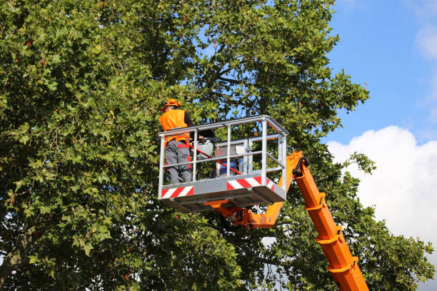 Best Storm Damage Tree Cleanup  in Day Valley, CA