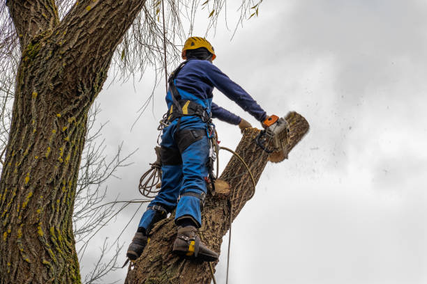 Professional Tree Removal in Day Valley, CA