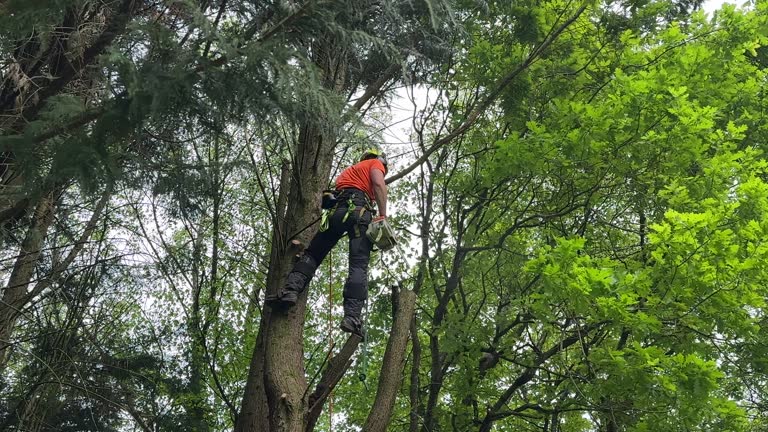 Best Fruit Tree Pruning  in Day Valley, CA
