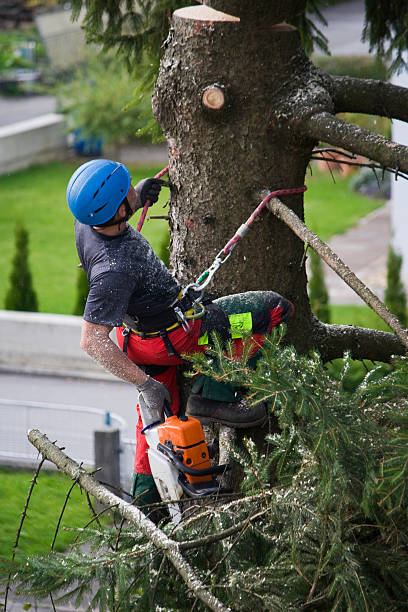 Best Utility Line Clearance  in Day Valley, CA