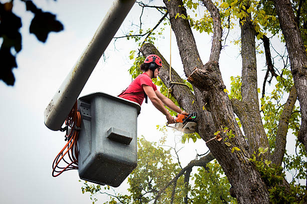  Day Valley, CA Tree Removal Pros